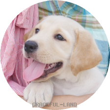 英国ラブラドールの子犬